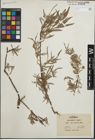 Foto von Salix hindsiana Benth.